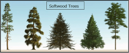 softwoods from Pulmac